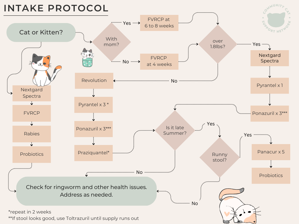 Intake protocol process flow for cats and kittens